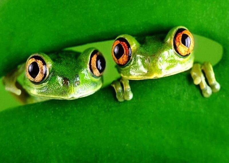 Two Green Tree Frogs — Curious
