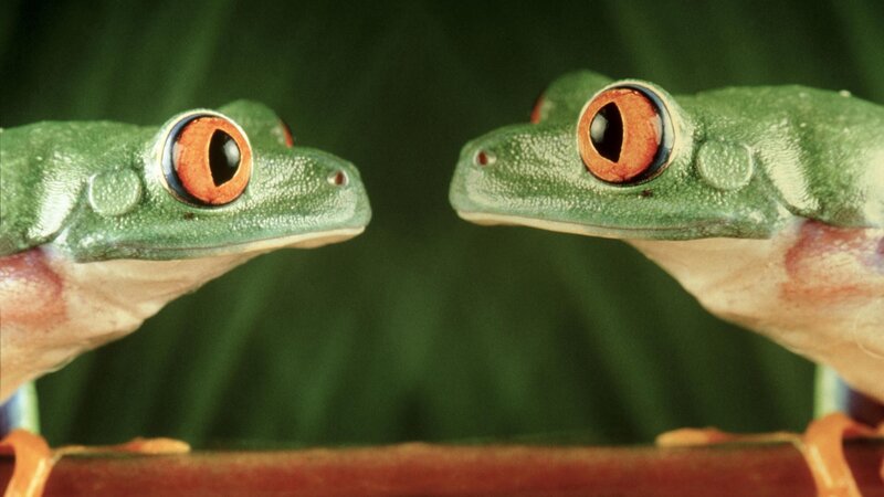 Two green tree frogs facing each other