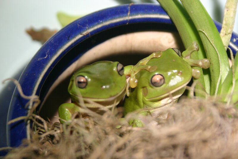 Two green tree frogs in a pot