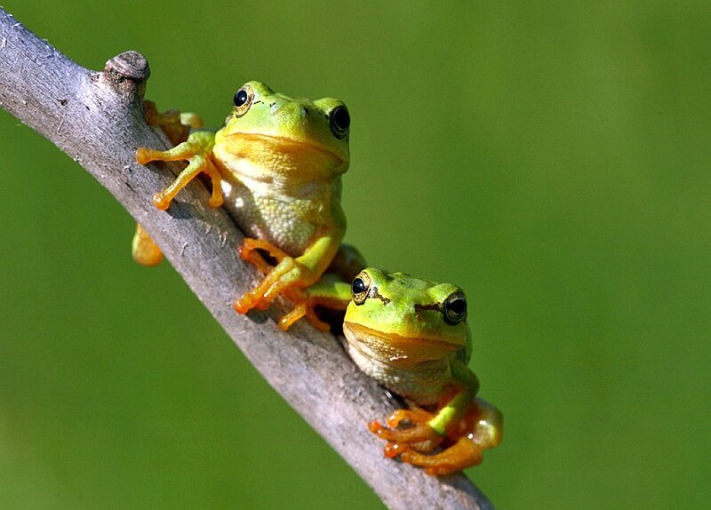 Two green tree frogs on a branch