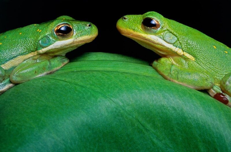 Two green tree frogs on a leaf