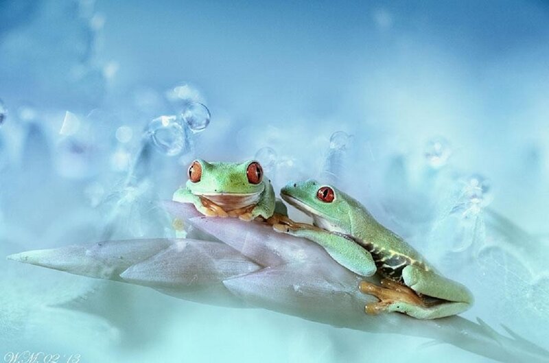 Two Green Tree Frogs — Serene