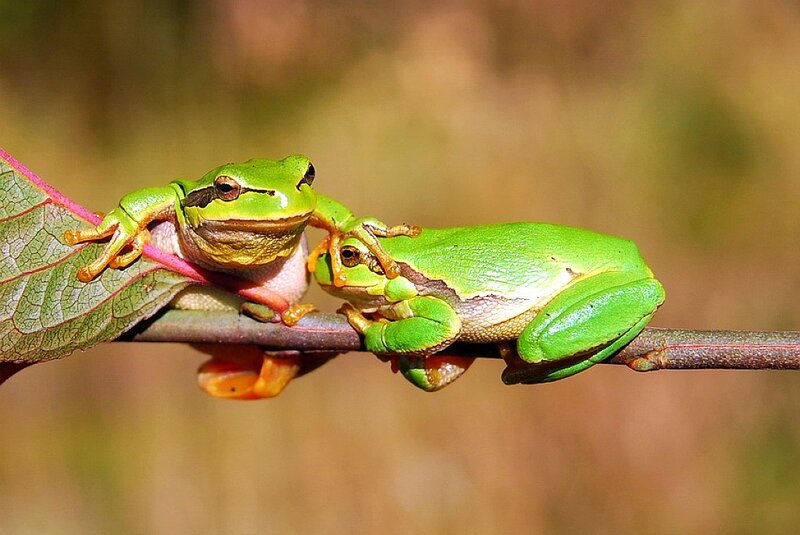 Two Green Tree Frogs