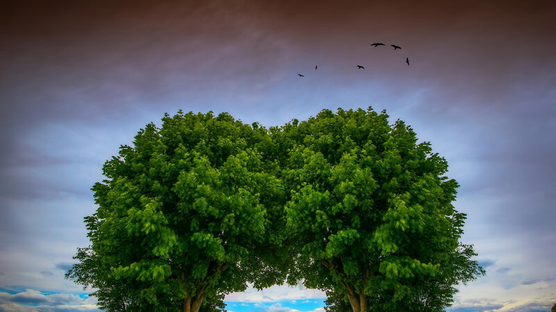 Two Green Trees