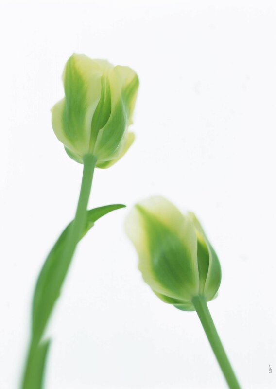Two green tulip buds