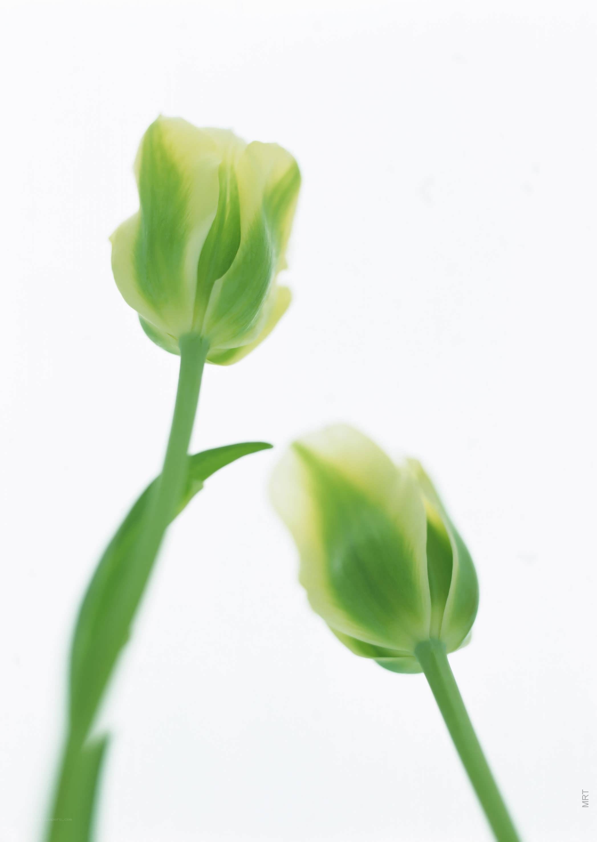 Two green tulip buds