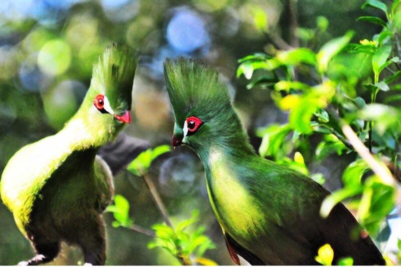 Two green turacos in foliage