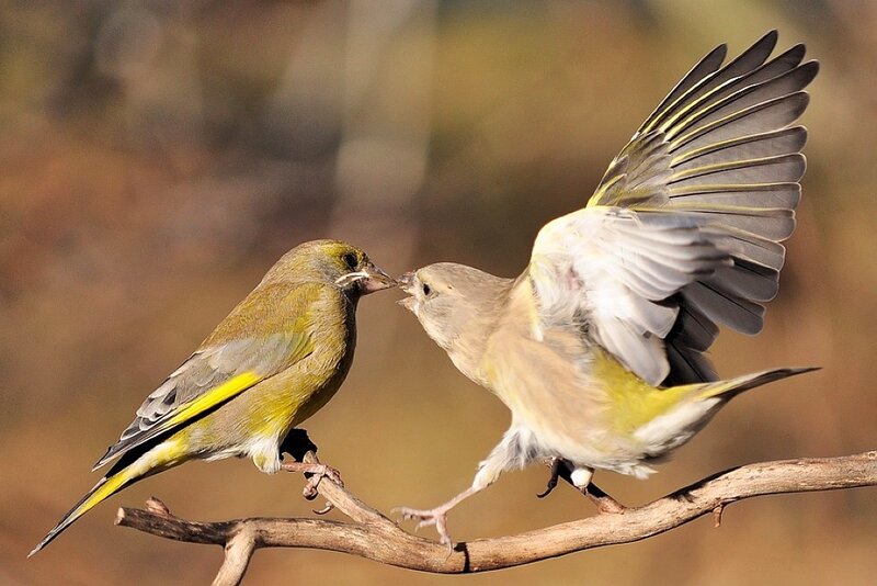 Two Greenfinches Fighting
