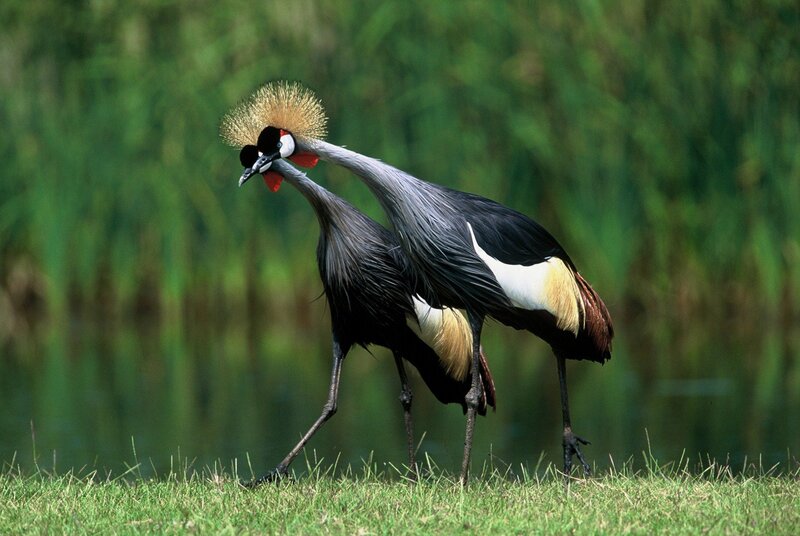 Two Grey Crowned Cranes — Green