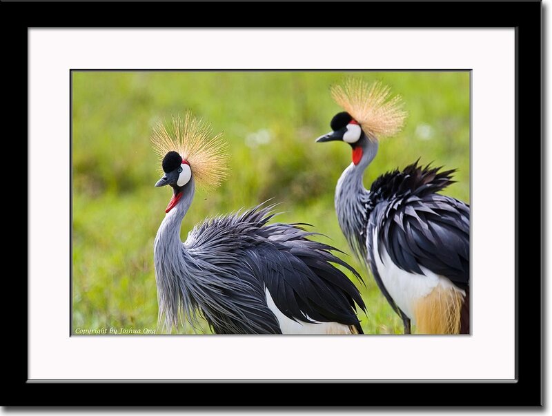 Two Grey Crowned Cranes