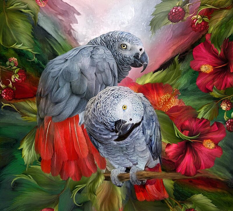 Two Grey Parrots — Red