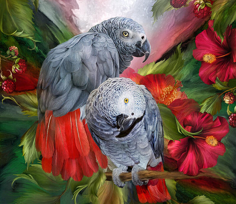 Two Grey Parrots