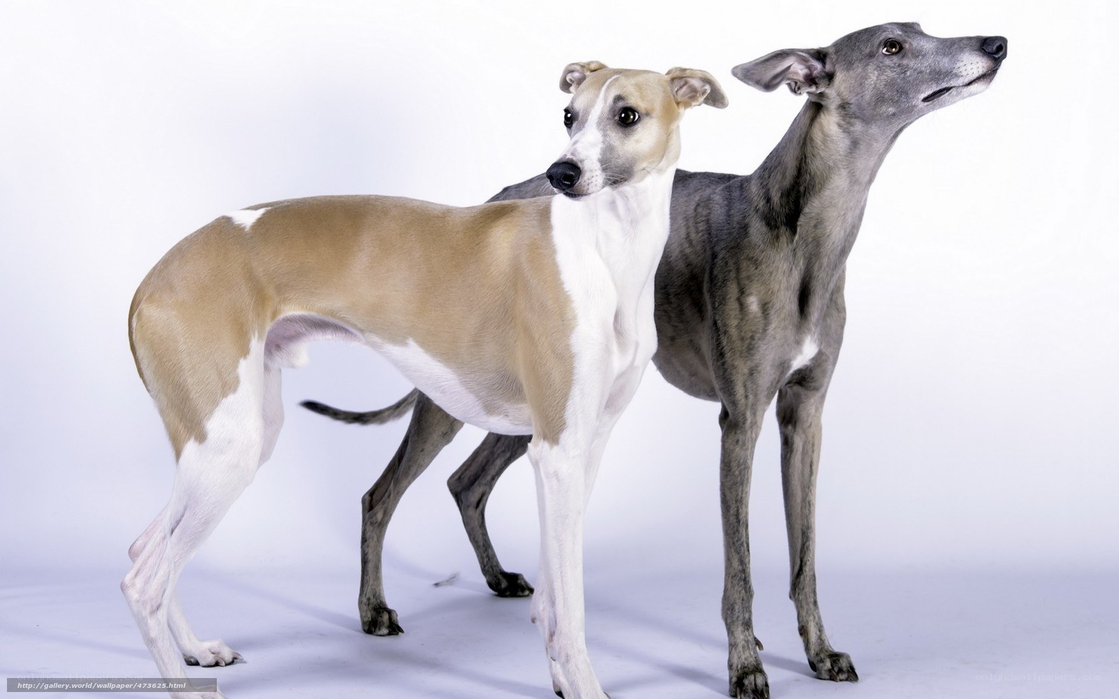 two greyhound dogs standing