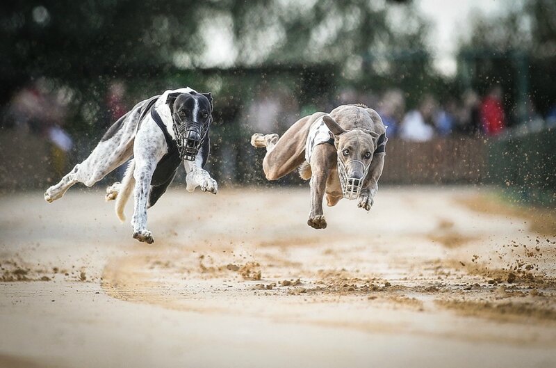 Two Greyhounds Racing