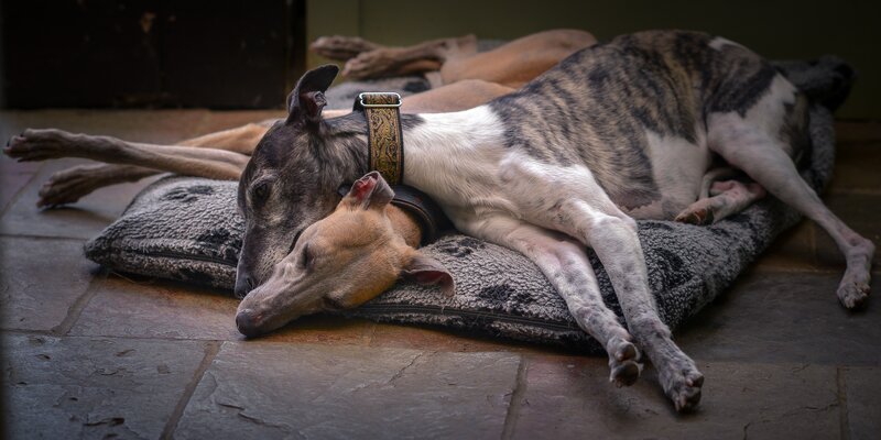 Two Greyhounds Sleeping