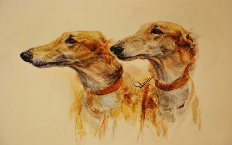 Two Greyhounds