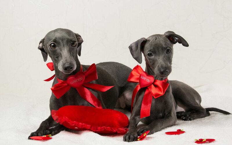 Two Greyhounds with Bows