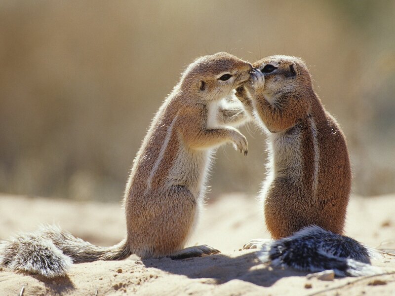 Two Ground Squirrels — Brown, Calm, Afternoon, Photograph, Sand, Sunlight, Tan