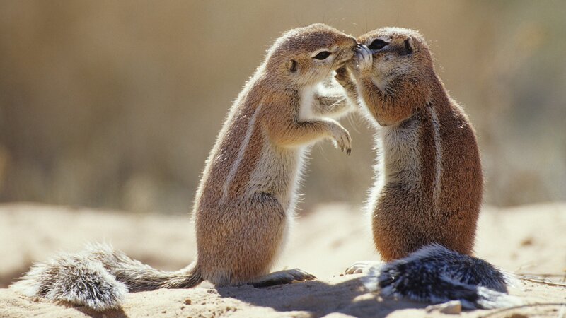 Two Ground Squirrels — Brown, Calm, Afternoon, Photograph