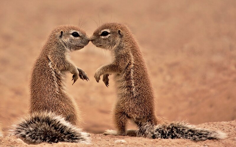 Two Ground Squirrels — Brown, Calm, Photograph