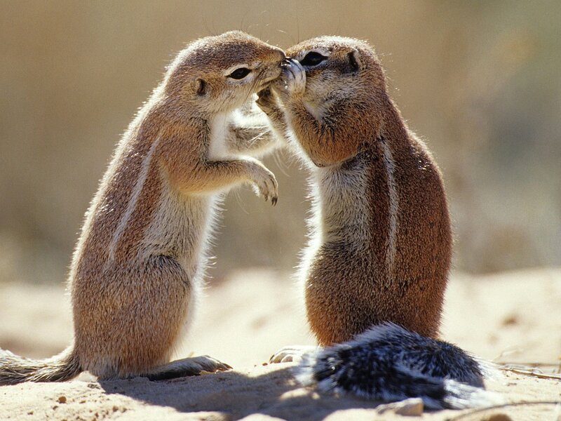 Two Ground Squirrels — Brown, Calm