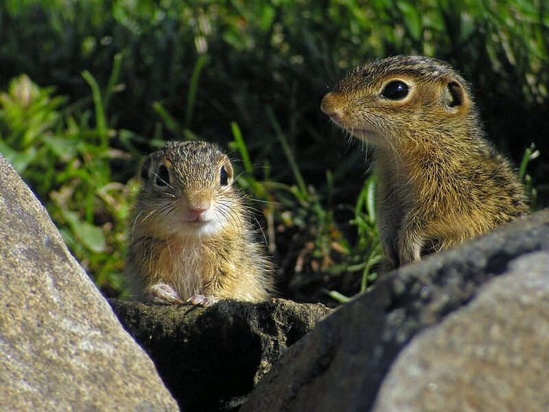 Two Ground Squirrels — Brown, Curious