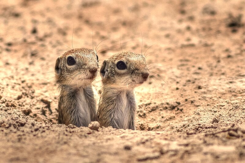 Two Ground Squirrels — Brown