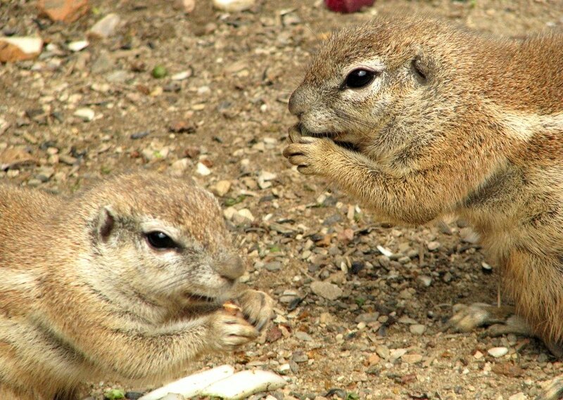 Two ground squirrels eating