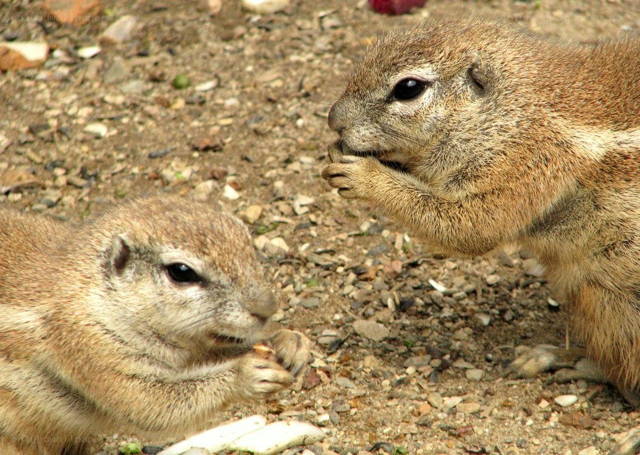 Two ground squirrels eating