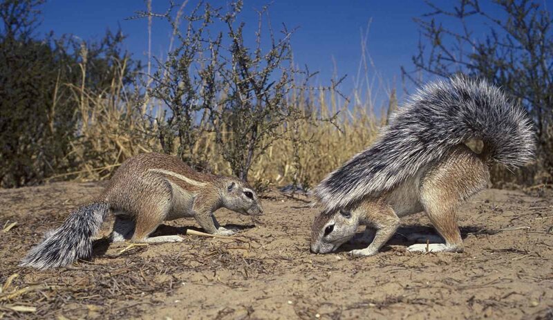 Two ground squirrels foraging