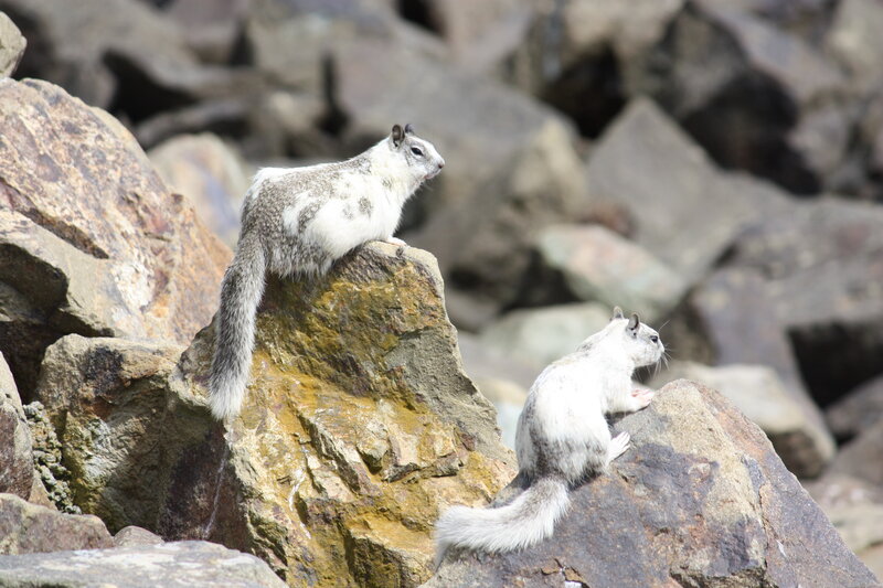 Two Ground Squirrels — Gray