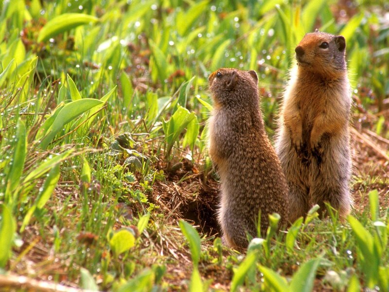Two Ground Squirrels — Green, Alert