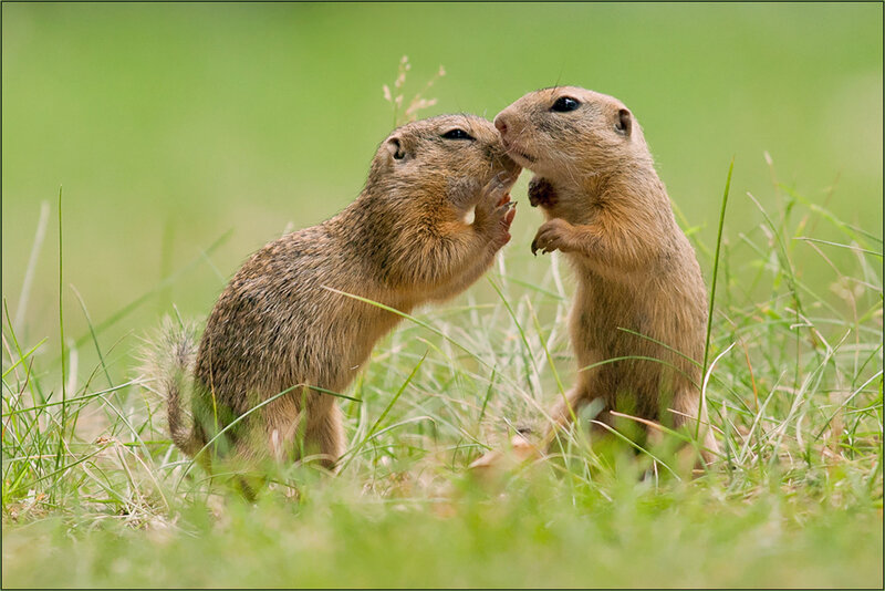 Two Ground Squirrels — Green, Playful