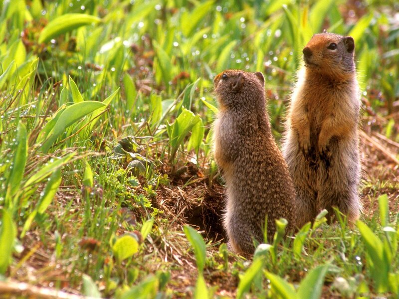 Two Ground Squirrels — Green