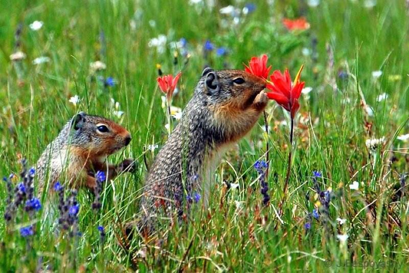 Two Ground Squirrels in Field