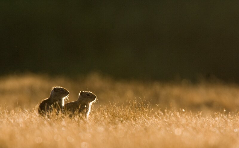 Two ground squirrels in golden grass