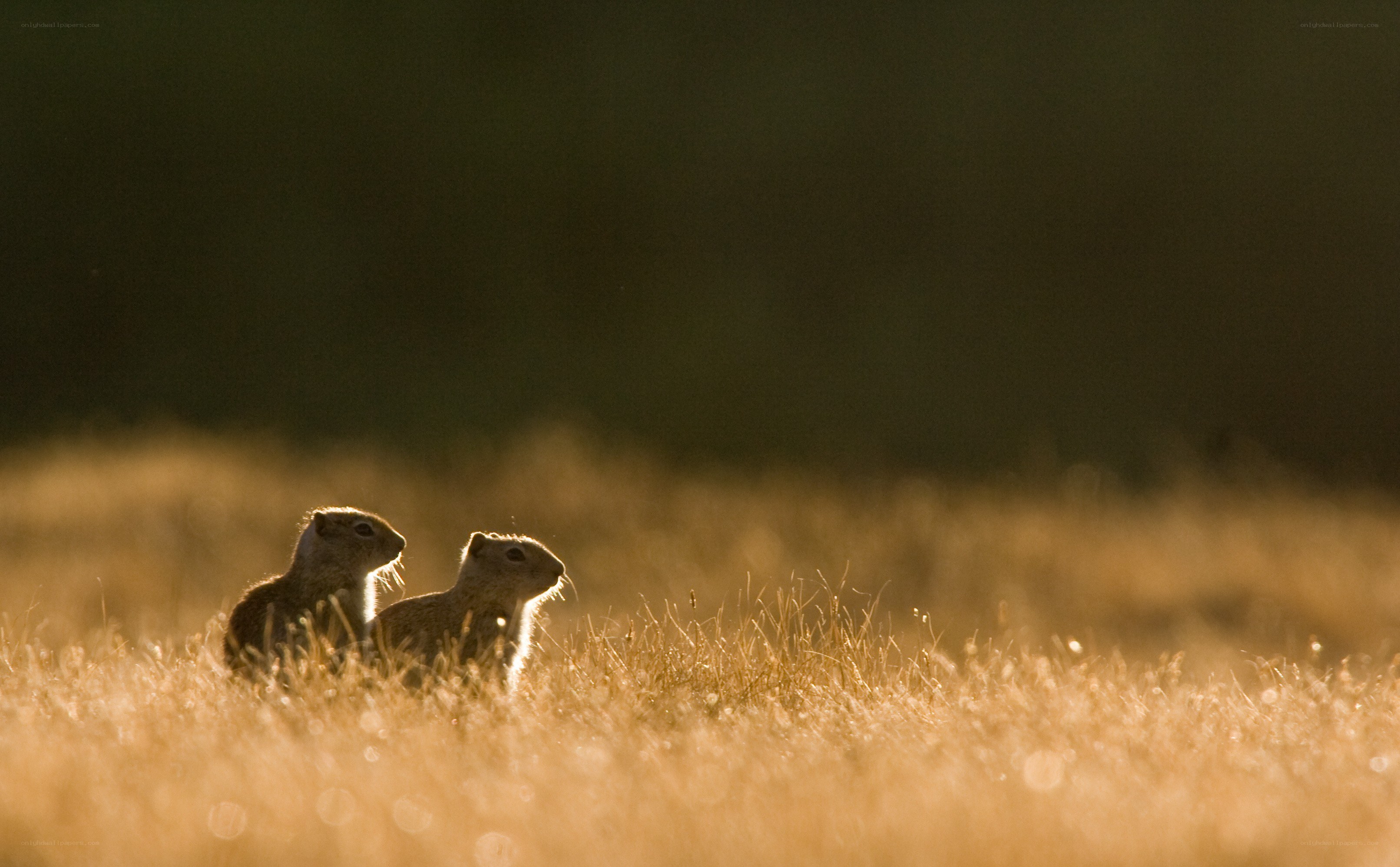 Two ground squirrels in golden grass