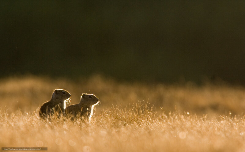 Two ground squirrels in golden light
