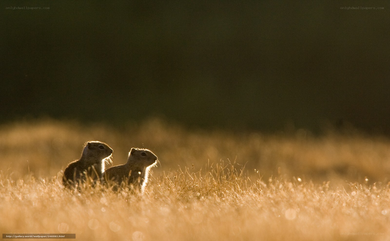 Two ground squirrels in golden light