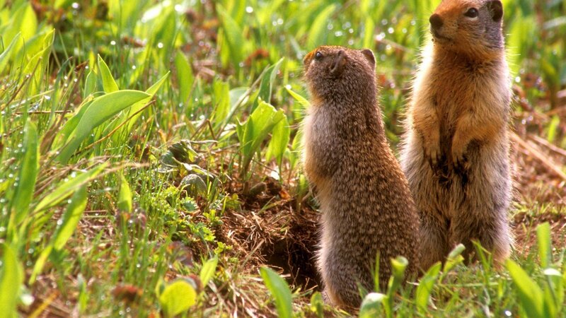 Two ground squirrels in grass