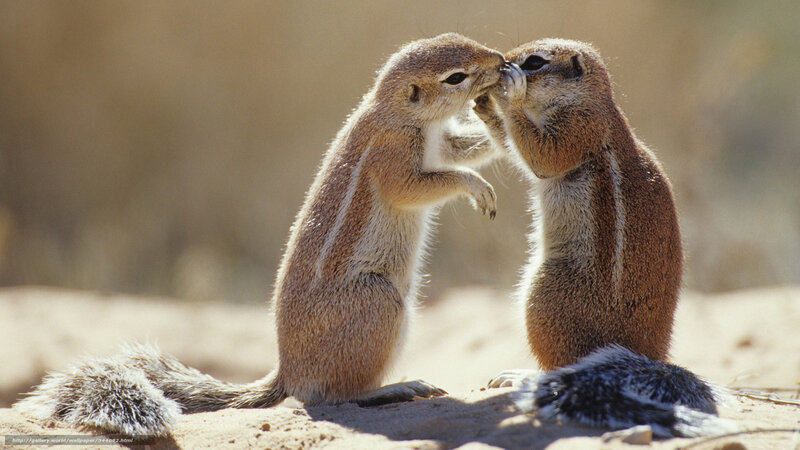 two ground squirrels interacting