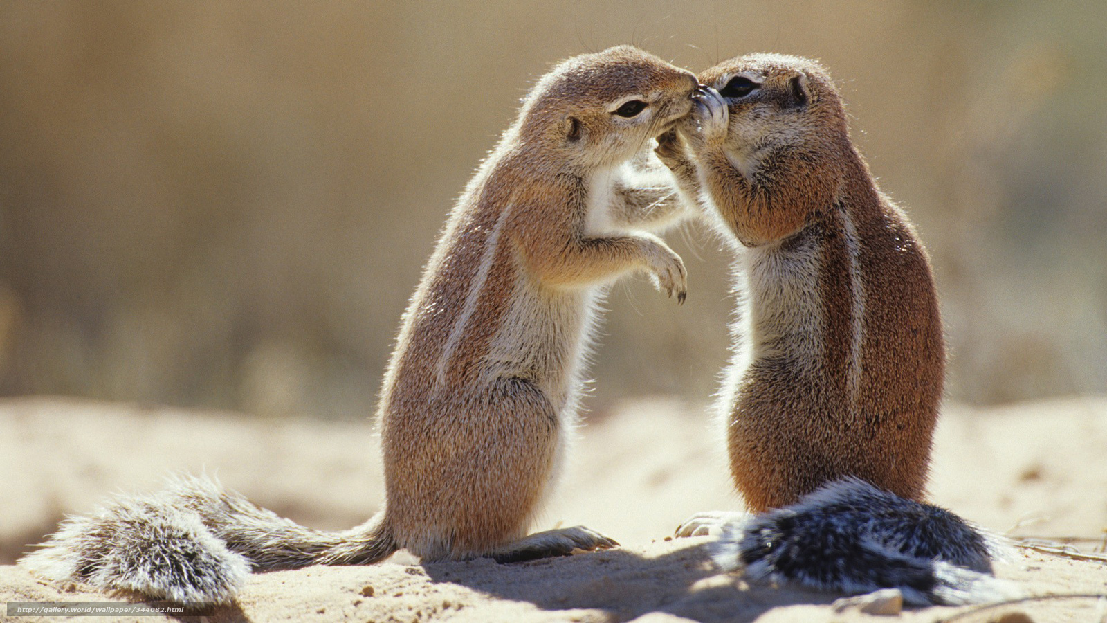 two ground squirrels interacting