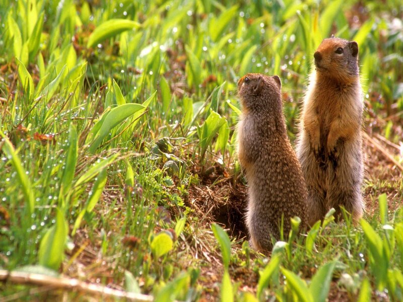 Two Ground Squirrels