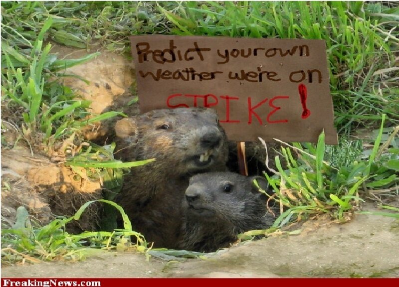 Two Groundhogs in Burrow