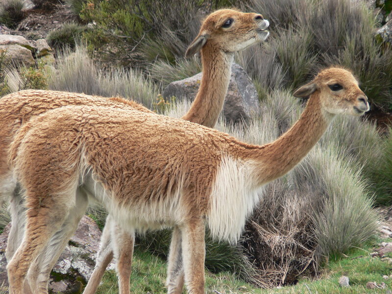 Two guanacos in the wild