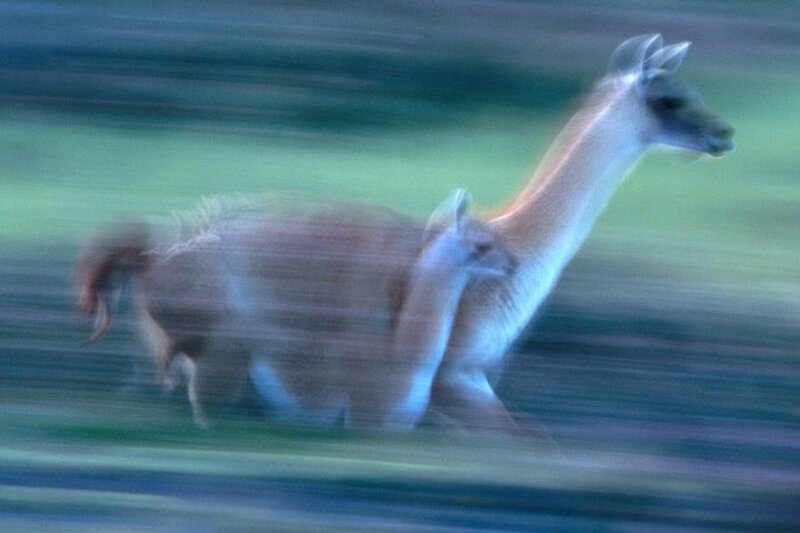 Two Guanacos Running