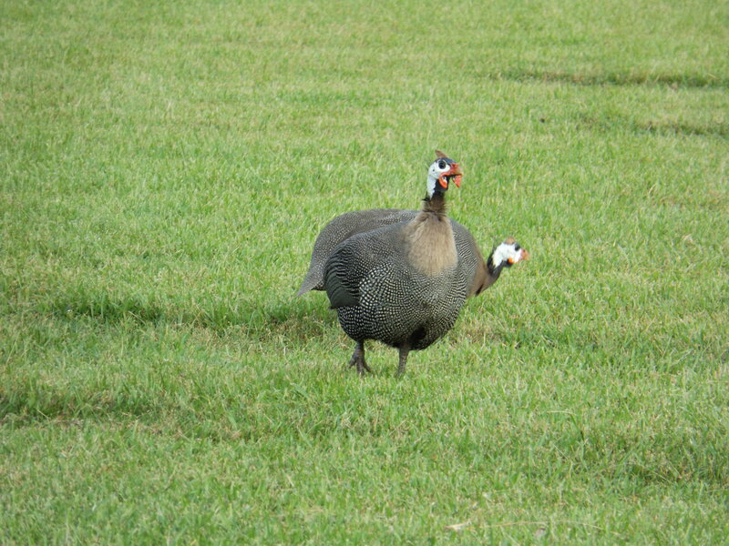 Two Guinea Fowl in Grass