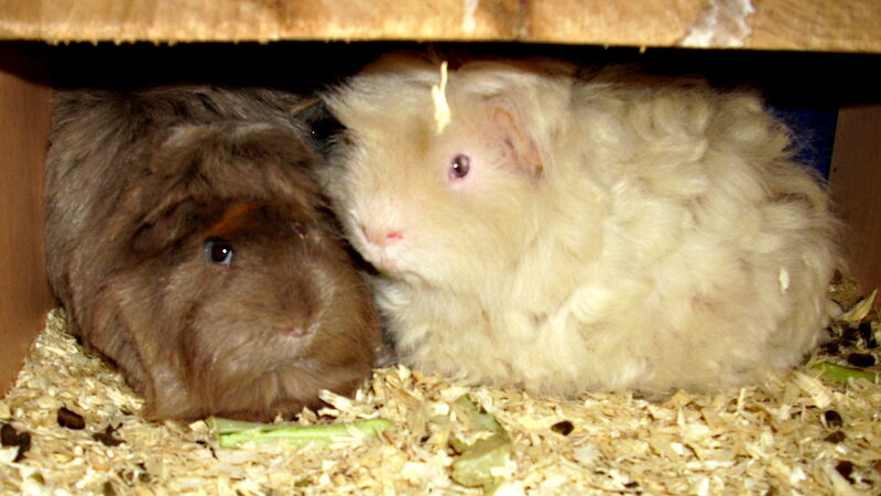 Two Guinea Pigs — Brown