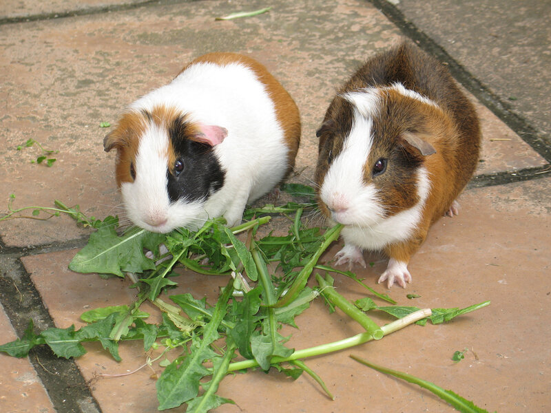 Two guinea pigs eating greens