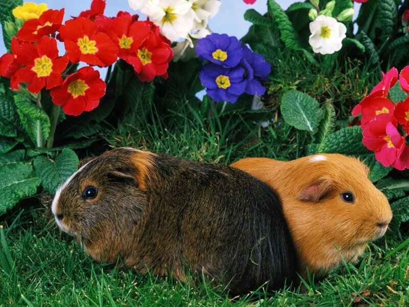 Two Guinea Pigs — Green